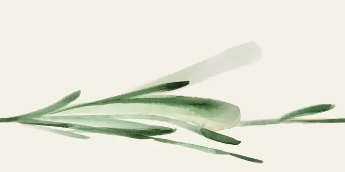 WANDERWALL FLEUR C