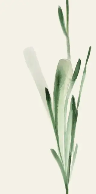 WANDERWALL FLEUR C